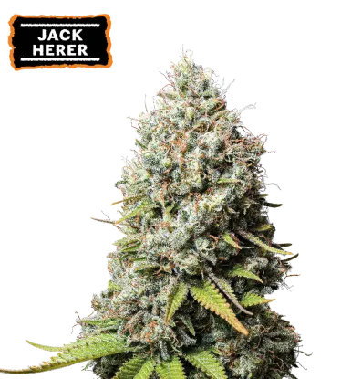 Jack Herer Feminized Collectible Seeds