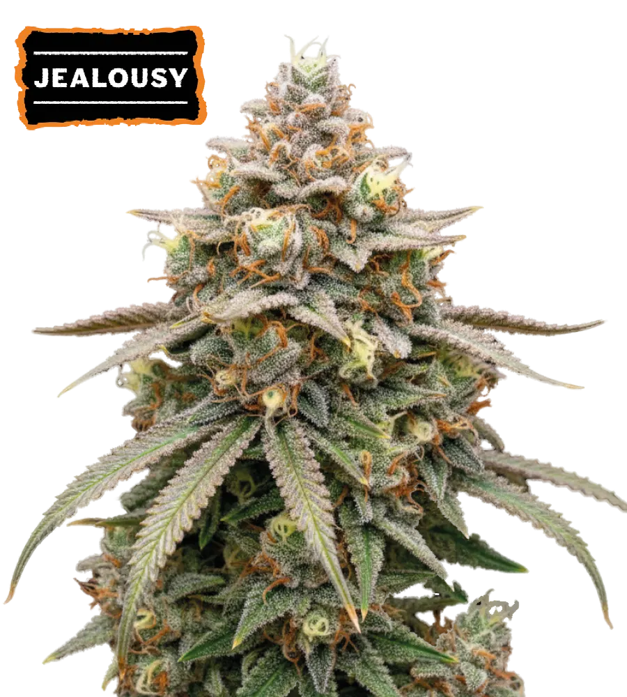 Jealousy Autoflower Collectible Seeds