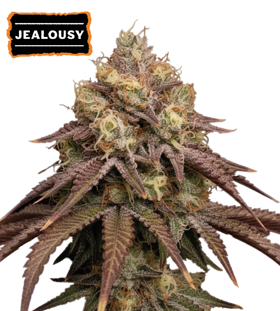 Jealousy Collectible Feminized Seeds