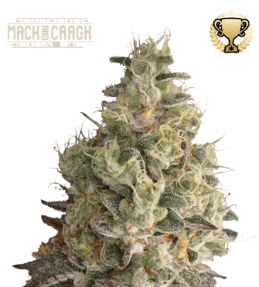 Mack and Crack© Collectible Autoflowering Seeds