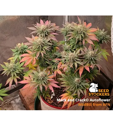 Mack and Crack© Collectible Autoflowering Seeds