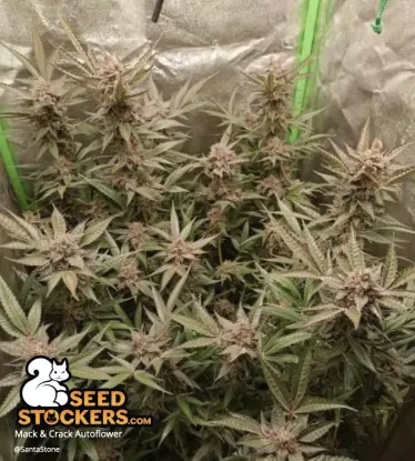 Mack and Crack© Collectible Autoflowering Seeds