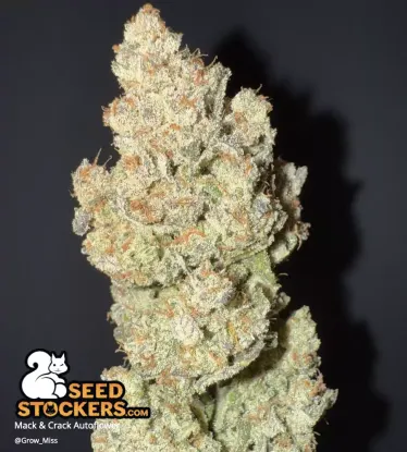 Mack and Crack© Collectible Autoflowering Seeds