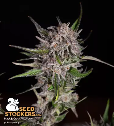 Mack and Crack© Collectible Autoflowering Seeds