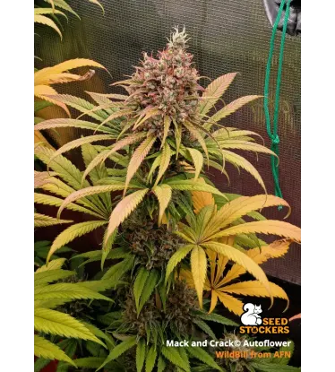 Mack and Crack© Collectible Autoflowering Seeds