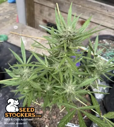 Mack and Crack© Collectible Autoflowering Seeds