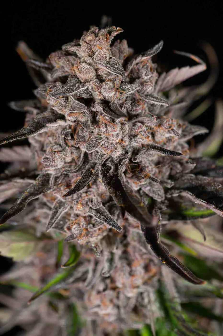 Mack and Crack© Collectible Autoflowering Seeds