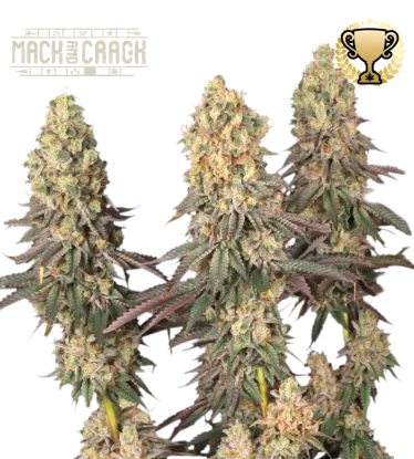 Mack and Crack© Collectible Feminized Seeds