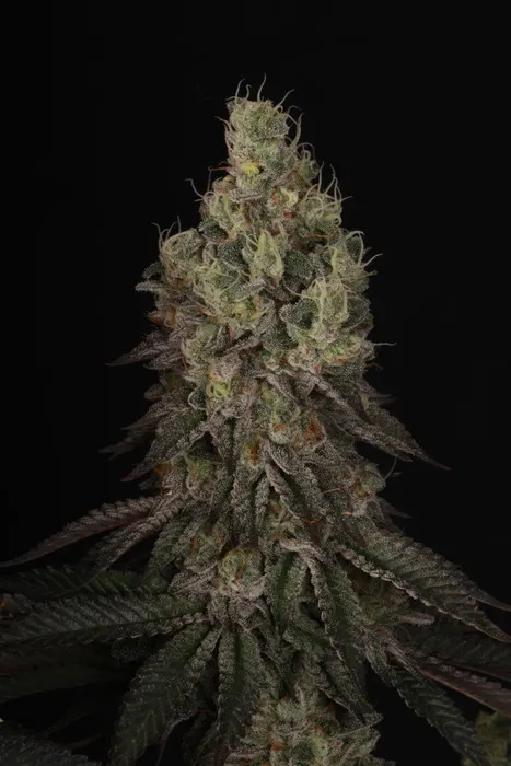 Mack and Crack© Collectible Feminized Seeds