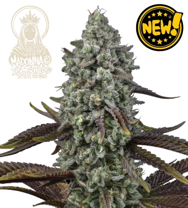 Madonna© Triploid Collectible Seeds