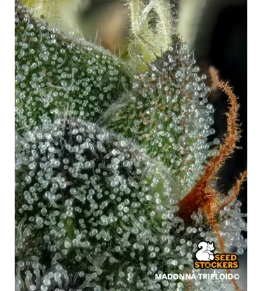 Madonna© Triploid Collectible Seeds
