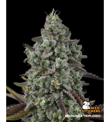 Madonna© Triploid Collectible Seeds