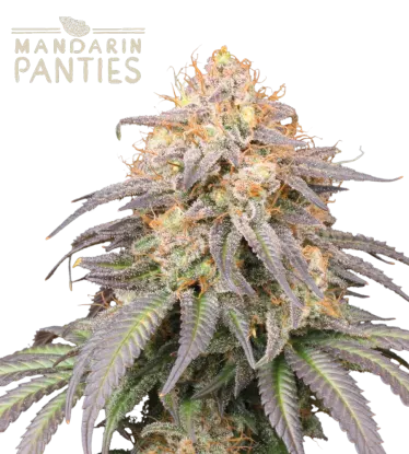Mandarin Panties© Autoflowering Collectible Seeds