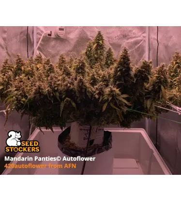 Mandarin Panties© Autoflowering Collectible Seeds