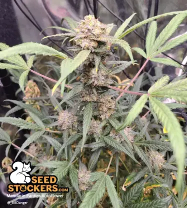 Mandarin Panties© Autoflowering Collectible Seeds