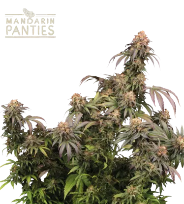 Mandarin Panties© Feminized Collectible Seeds
