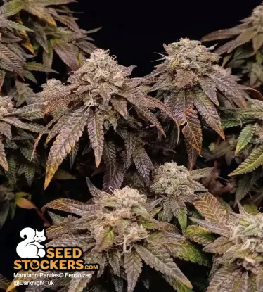 Mandarin Panties© Feminized Collectible Seeds