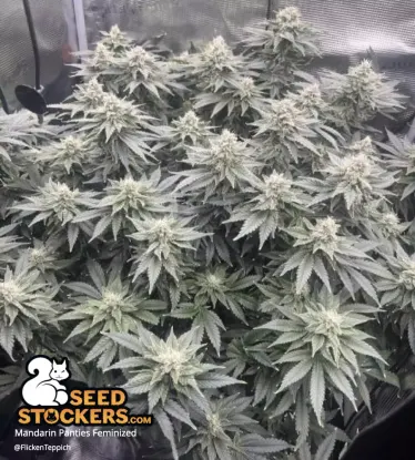 Mandarin Panties© Feminized Collectible Seeds