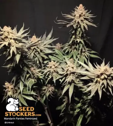 Mandarin Panties© Feminized Collectible Seeds