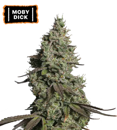 Moby Dick Autoflowering collectible seeds