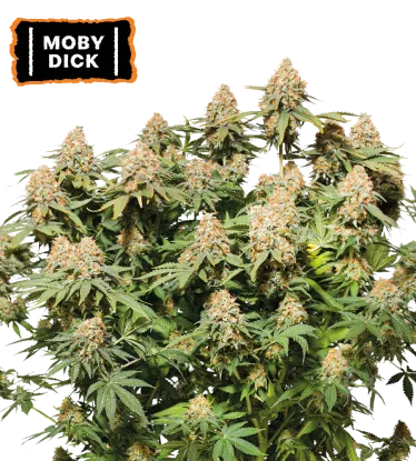 Moby Dick Feminized Collectible Seeds