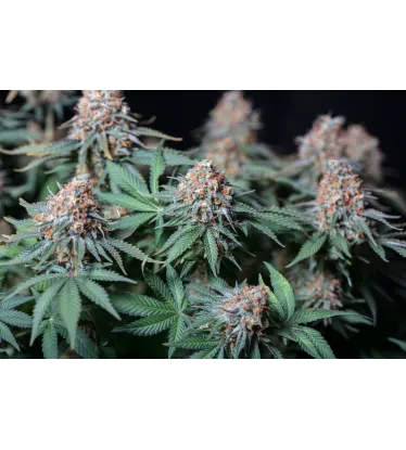 Moby Dick Feminized Collectible Seeds