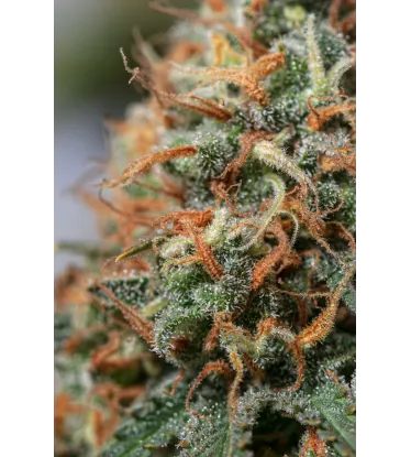 Moby Dick Feminized Collectible Seeds