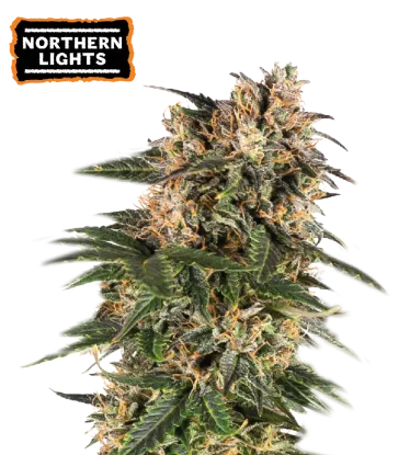 Northern Lights Autoflowering Collectible Seeds