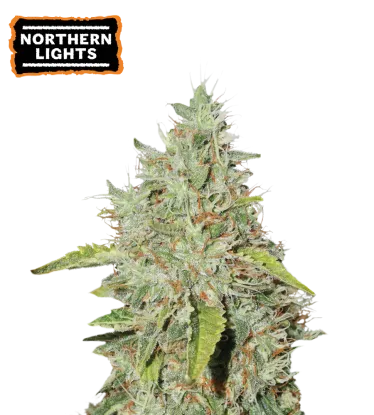Northern Lights Feminized Collectible Seeds