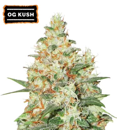 O.G Kush Autoflowering Collectible Seeds