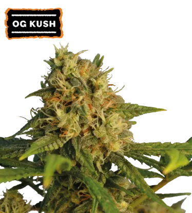 O.G Kush Feminized Collectible Seeds