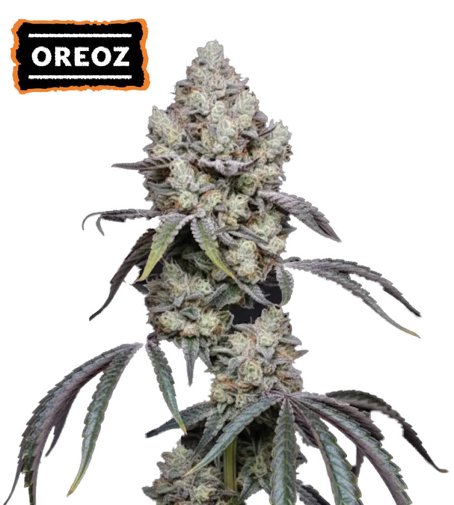 Oreoz Feminized Collectible Seeds