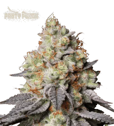 Panty Punch© Collectible Autoflowering Seeds