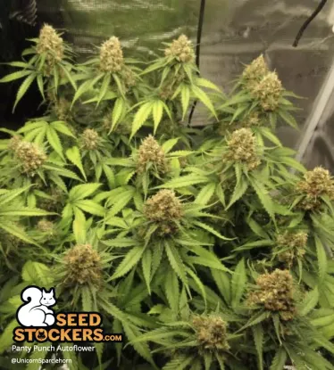 Panty Punch© Collectible Autoflowering Seeds