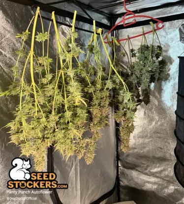 Panty Punch© Collectible Autoflowering Seeds