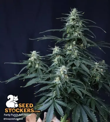 Panty Punch© Collectible Autoflowering Seeds