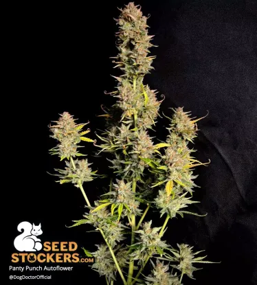 Panty Punch© Collectible Autoflowering Seeds
