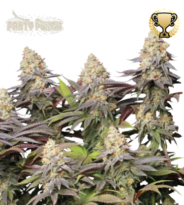 Panty Punch© Feminized Collectible Seeds