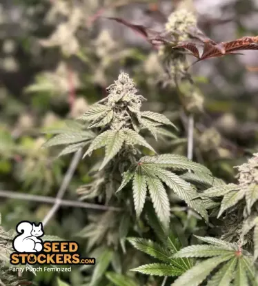 Panty Punch© Feminized Collectible Seeds