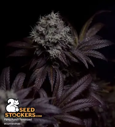 Panty Punch© Feminized Collectible Seeds