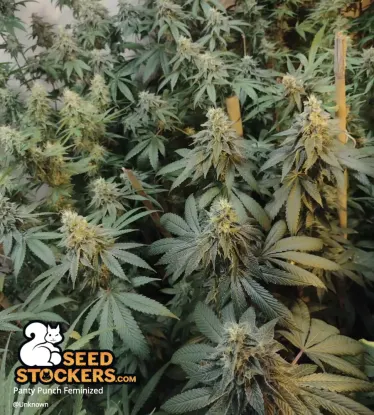 Panty Punch© Feminized Collectible Seeds