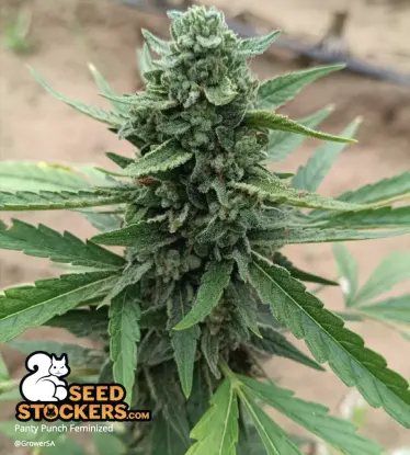 Panty Punch© Feminized Collectible Seeds