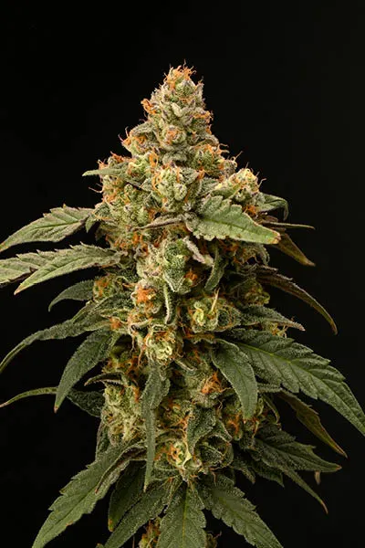 Panty Punch© Feminized Collectible Seeds