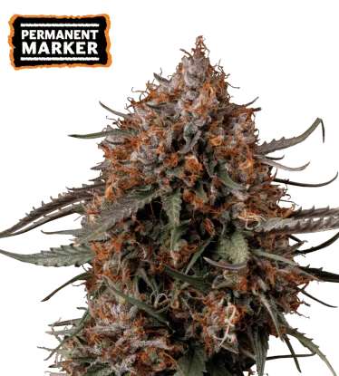 Permanent Marker Collectible Feminized Seeds