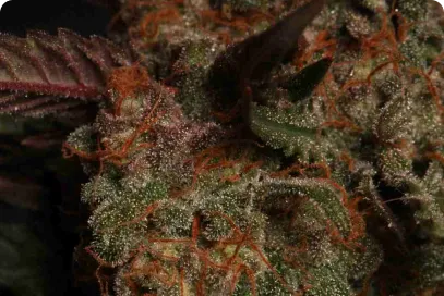Permanent Marker Collectible Feminized Seeds