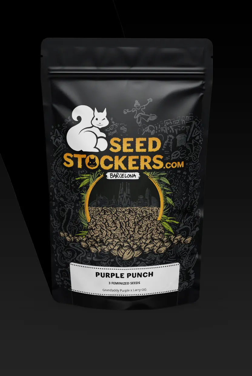 Purple Punch Collectible Autoflowering Seeds