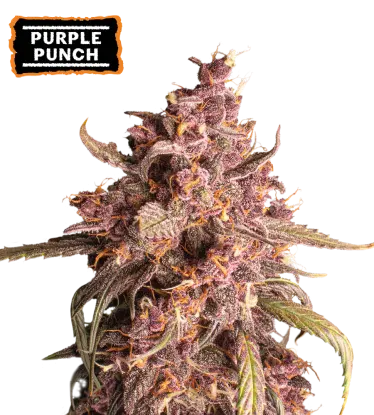 Purple Punch Collectible Autoflowering Seeds