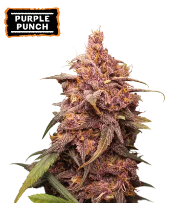 Purple Punch Feminized Collectible Seeds