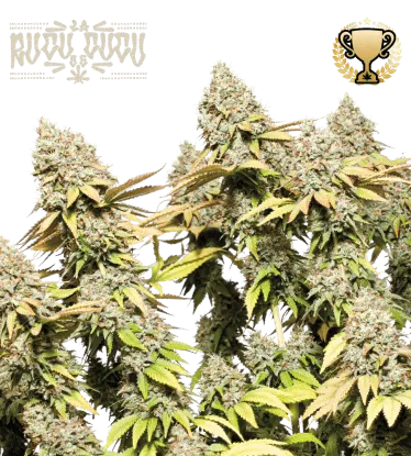 Rucu Cucu OG© Collectible Autoflowering Seeds