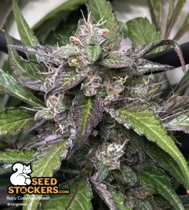 Rucu Cucu OG© Collectible Autoflowering Seeds